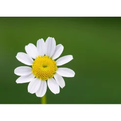 Desserte pliante BAUHAUS avec roulettes, Structure blanche, 2 niveaux, 4 positions