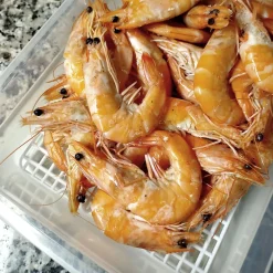 Lot de 6 bacs de décongélation 4,2 L (couvercle vert) - Hôtellerie, restauration, cuisines, salles à manger... Sans BPA