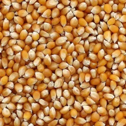 Maïs pour pop-corn - 4 kg - Produit en France - GT CATERING