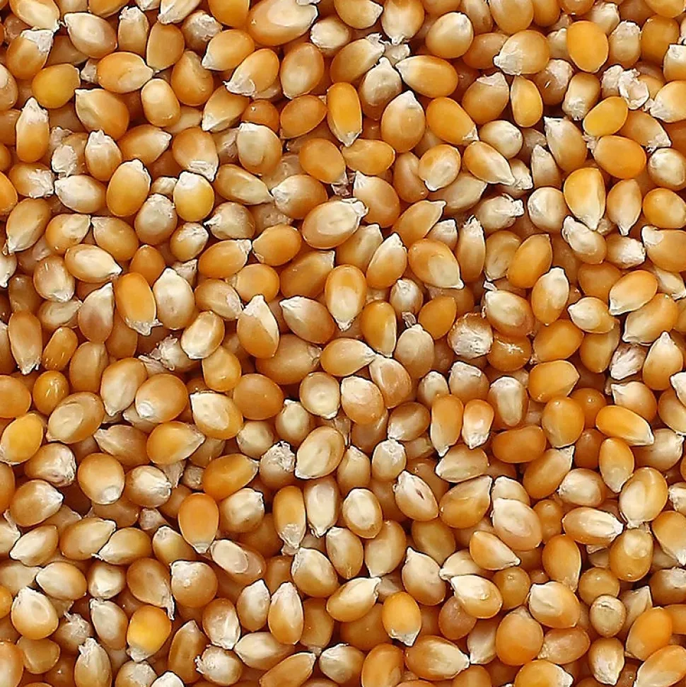 Maïs pour pop-corn - 4 kg - Produit en France - GT CATERING